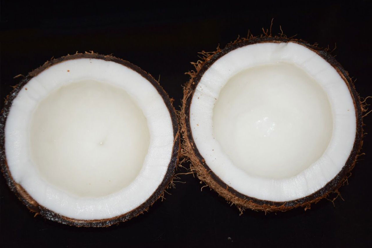 Coconut1.jpg